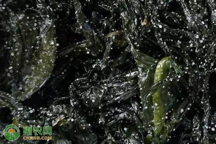 揭秘:海藻有机肥到底好不好？