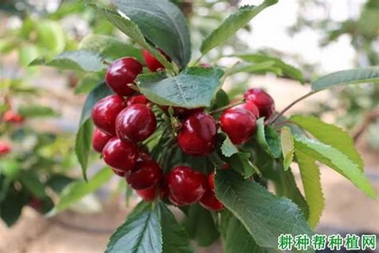 大樱桃不同生长发育时期需要的氮、磷、钾比例是多少？