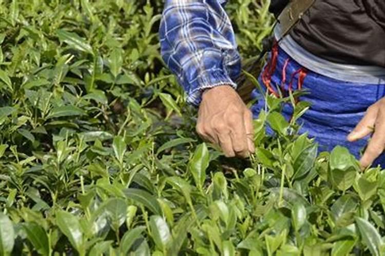 种下茶叶苗后如何管理？什么时候可以施肥？