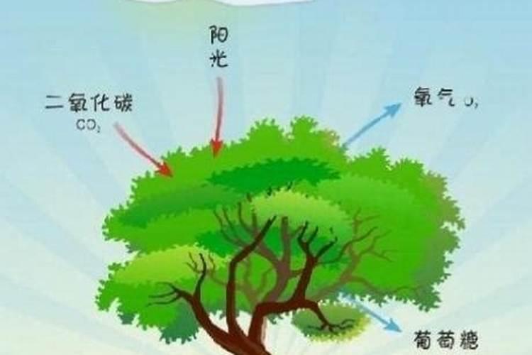 钾肥对作物有什么影响