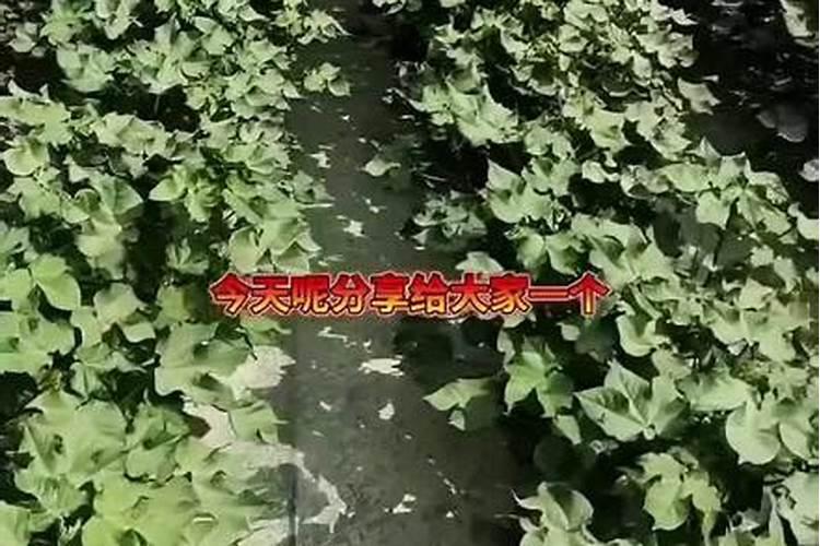 棉花施钾肥最佳时间 使用方法及注意事项