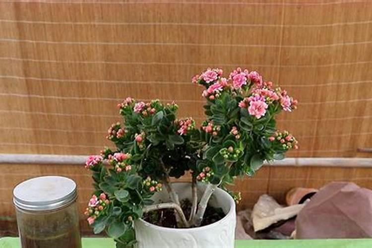 皮蛋能做君子兰的花肥吗？