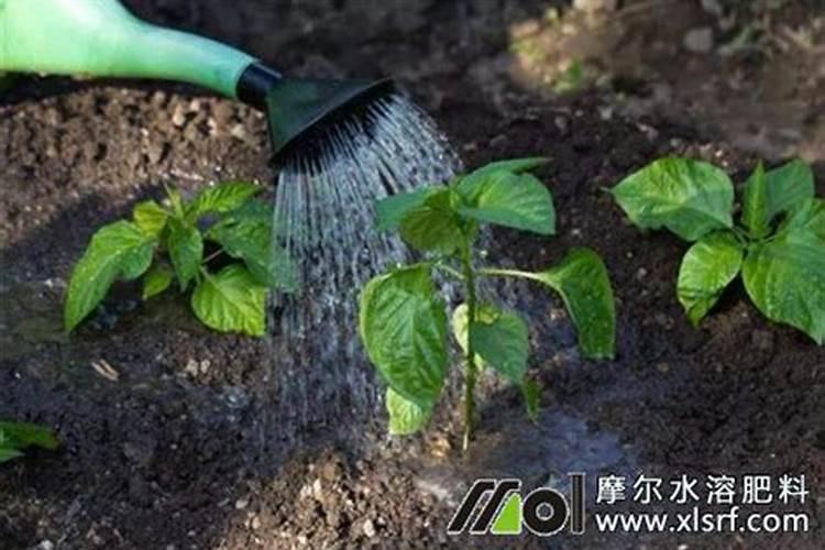 水溶肥如何使用效果更好