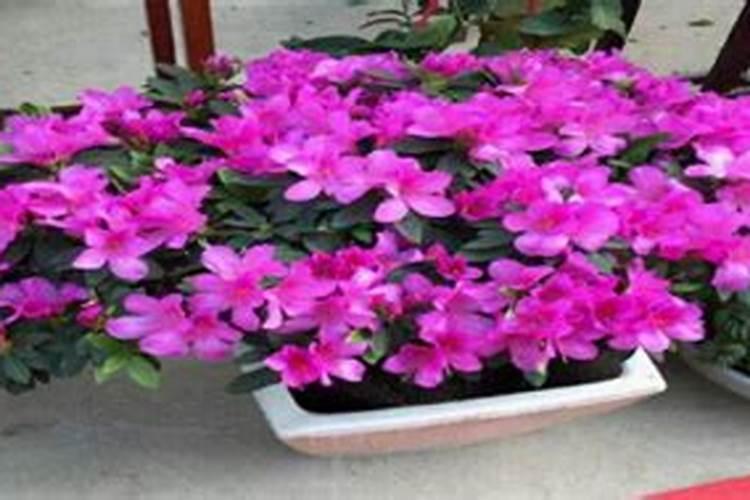 腐植酸高效植物液体肥料适用于哪些花使用