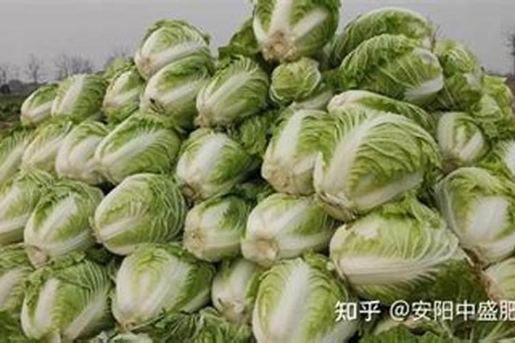 白菜施什么肥最好
