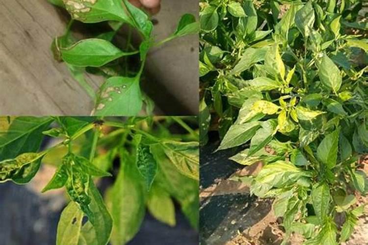 植物的磷素过多会出现哪些症状？