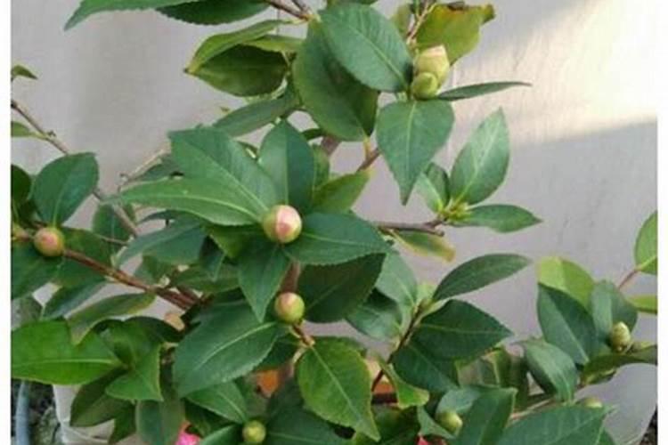 茶花开花的方法和注意事项 怎么让茶花开花