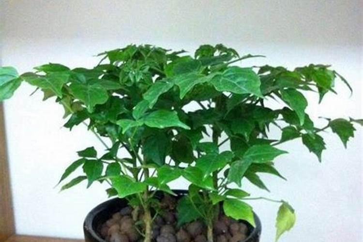 家里的绿植用什么肥 适合家里养的18种花