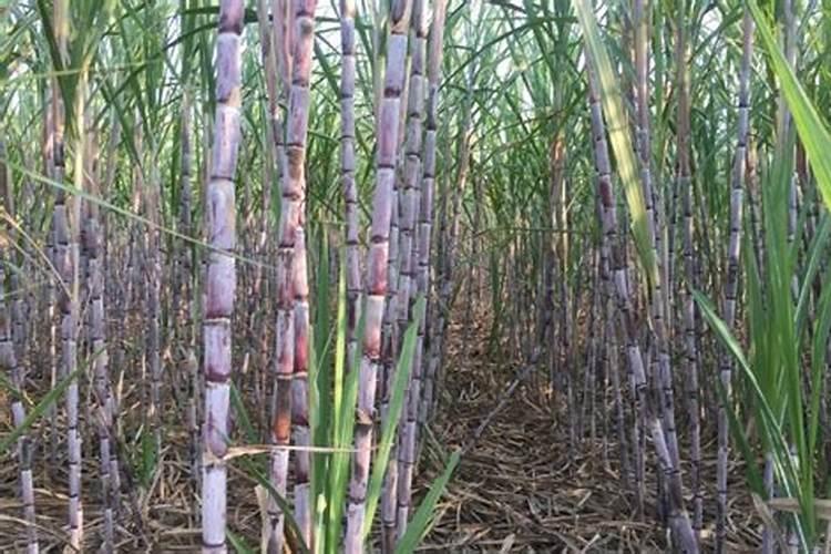 怎样施肥能使甘蔗长得又甜又粗壮？什么肥料效果好？