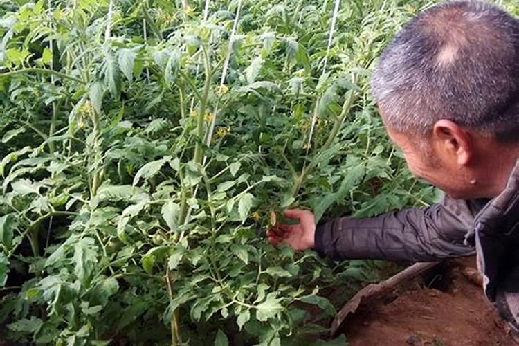 给蔬菜叶面喷施尿素,怎样做才能更好的吸收？