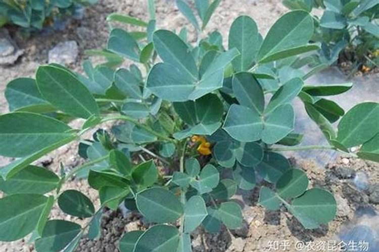 施肥过多导致花生没开花怎样补救