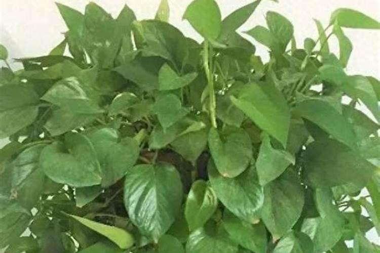 水培绿萝用什么肥料最好