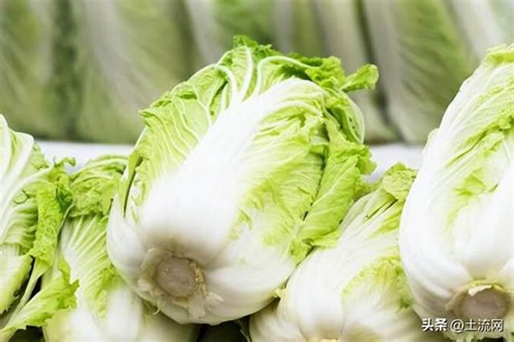 白菜用什么叶面肥好