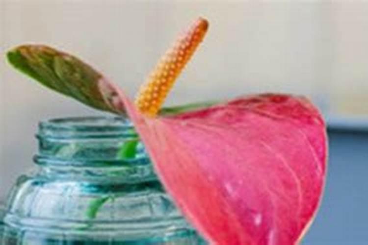 红掌花浇什么肥料合适