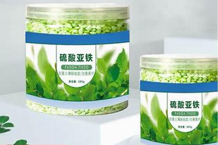 怎样养好小叶栀子