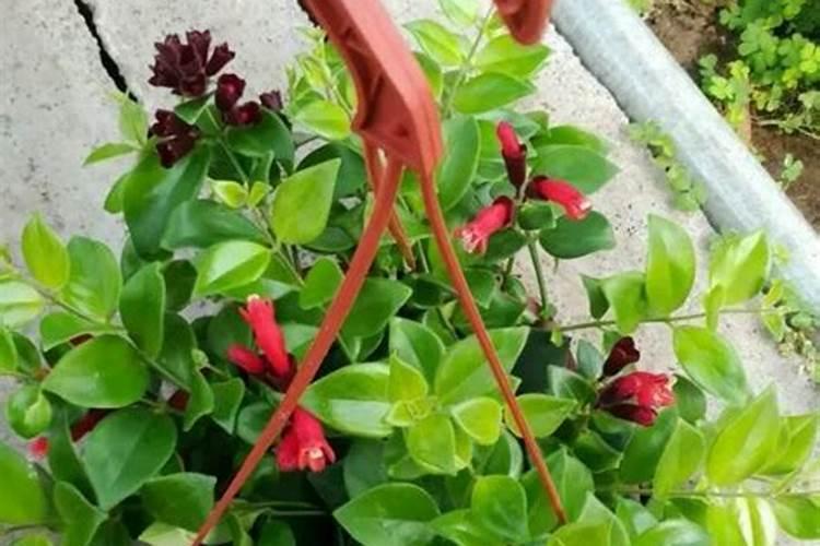 口红吊兰的花期浇水和施肥