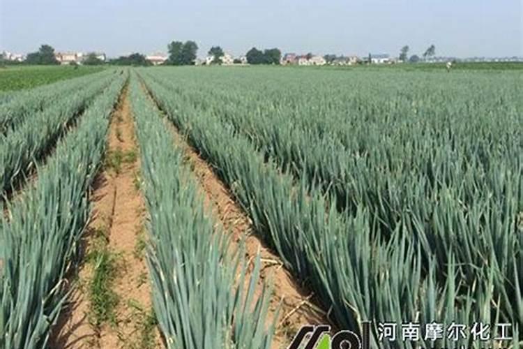 柴灰可以做肥料吗