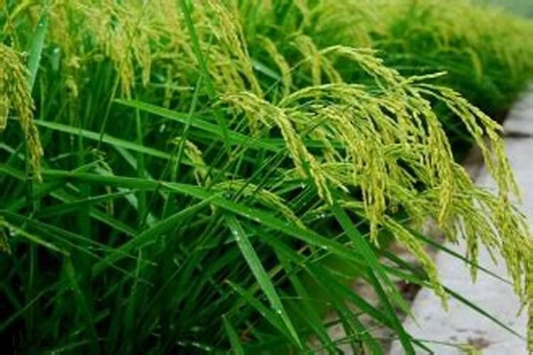 水稻叶面肥哪种好 如何正确喷施