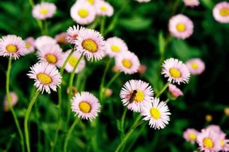 什么虫喜欢吃灯盏花