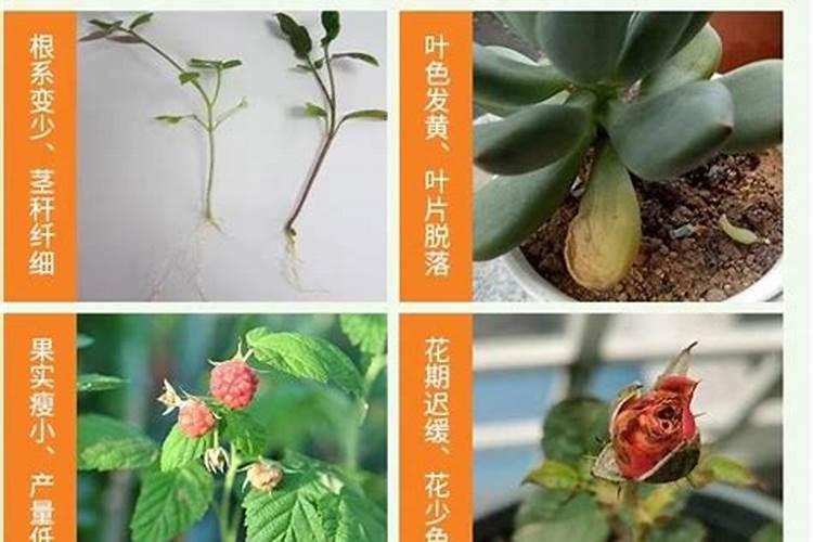 花肥是什么