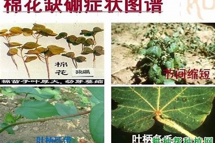油菜、棉花、大麦、小麦等作物缺硼有何症状？怎样防治？