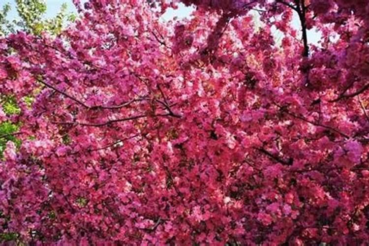 海棠花怎么施肥,海棠花施复合肥最好
