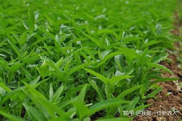 空心菜出苗后几天可以施肥