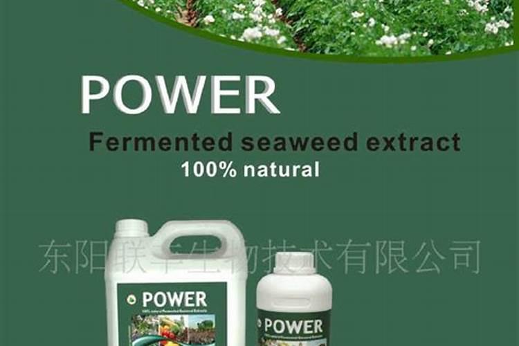 海藻肥起什么作用？