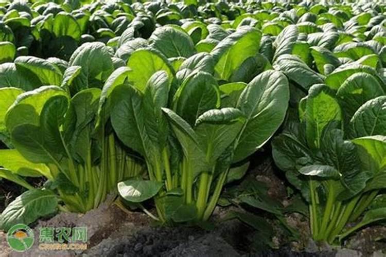 菠菜用什么复合肥