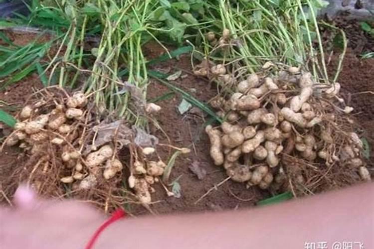 花生硼肥什么时间施用