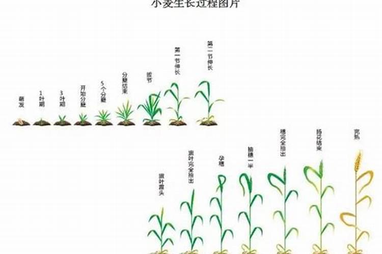 小麦在什么期间可打叶面肥？