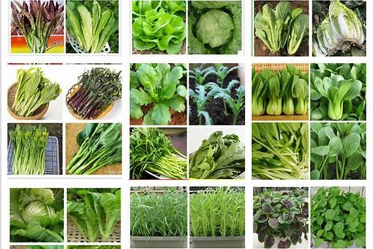 阳台蔬菜用什么叶面肥好