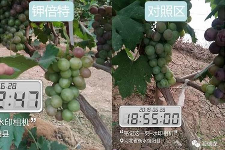 葡萄坐果后用着钾肥怎么办