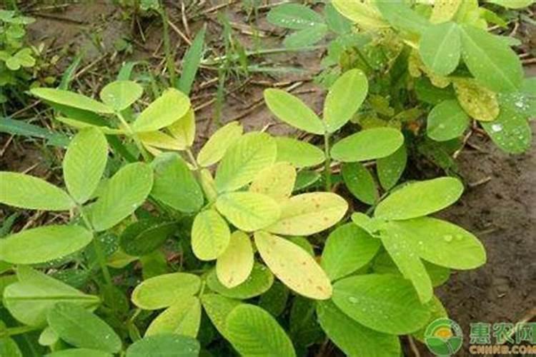 花生黄叶病的防治方法