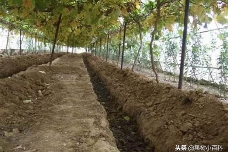 水稻施用氮肥过量有何危害