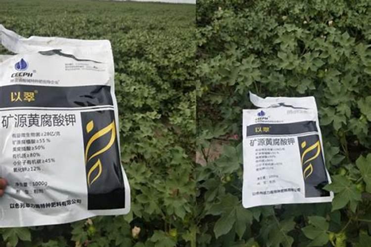 葡萄树使用什么肥料能长根
