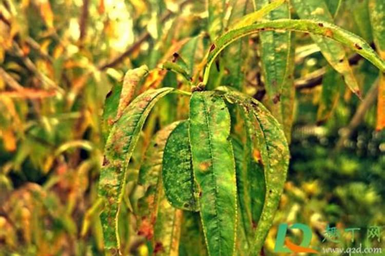 移栽水稻各生长期的除草剂使用情况,最好是黑龙江的。