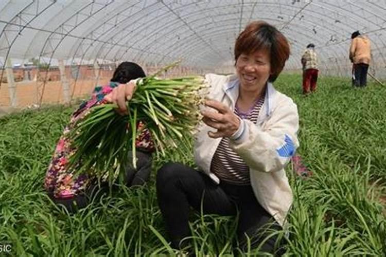 韭菜喷施多少锌肥合适？