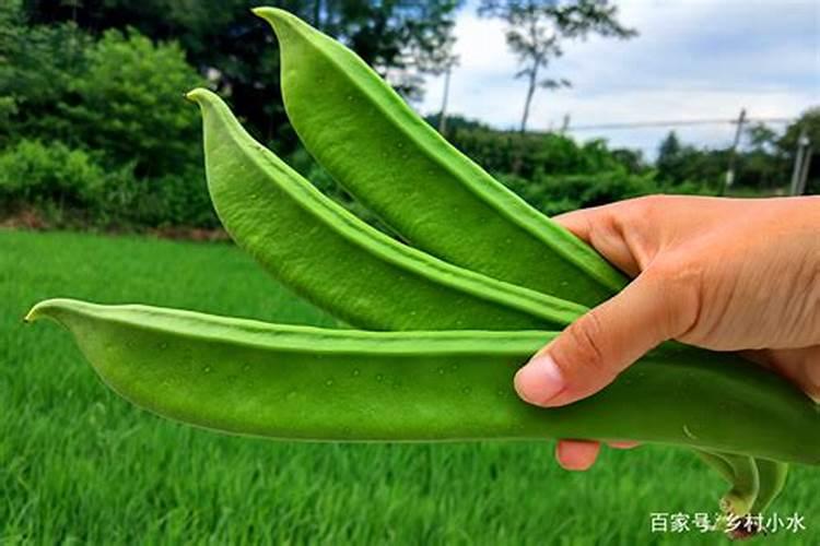 青刀豆种植时间和方法