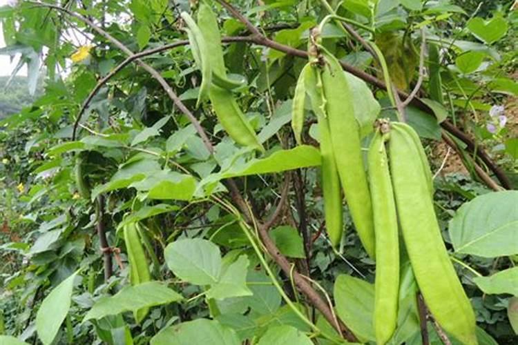 青刀豆怎么做好吃