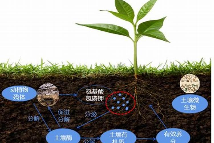 复合肥埋在土里多久会化