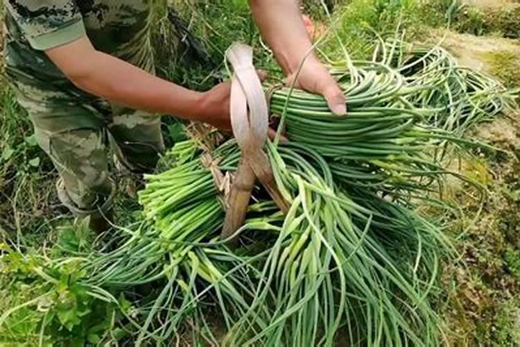 蒜薹采收前后注意事项