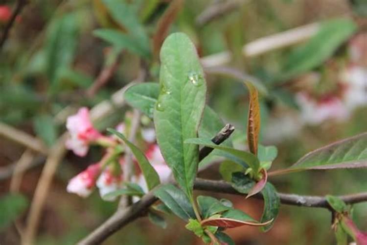生菜浇水的正确方法