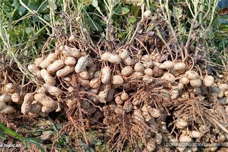 种植花生磷肥的正确方法