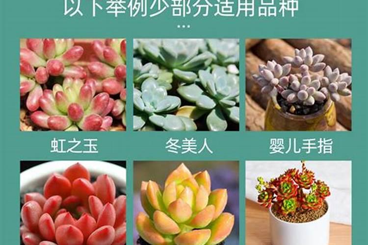 多肉植物用什么肥料比较好