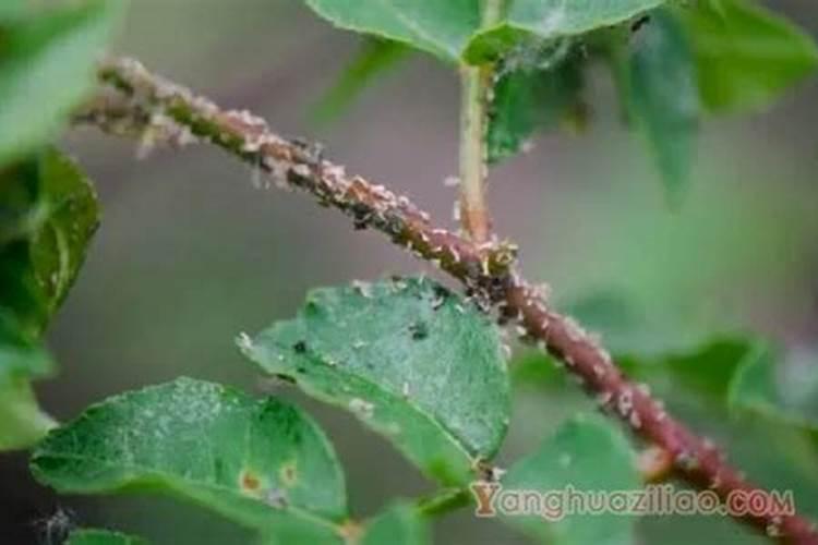 花椒树杆内有虫子 因该如何除虫