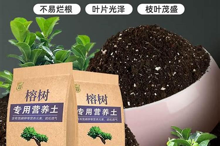 榕树施用什么肥