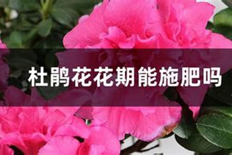 杜鹃花开花的时候能施肥吗
