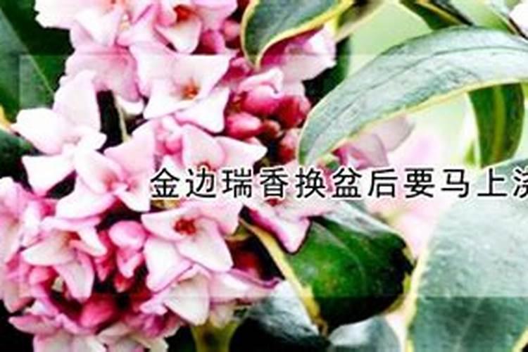 金边瑞香如何养,怎么保持金边？