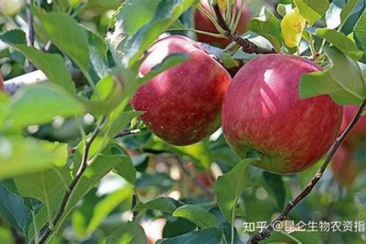 【高分悬赏】 求介绍一下 苹果树喷施 叶面肥 的种类 和具有效果!!!(最...